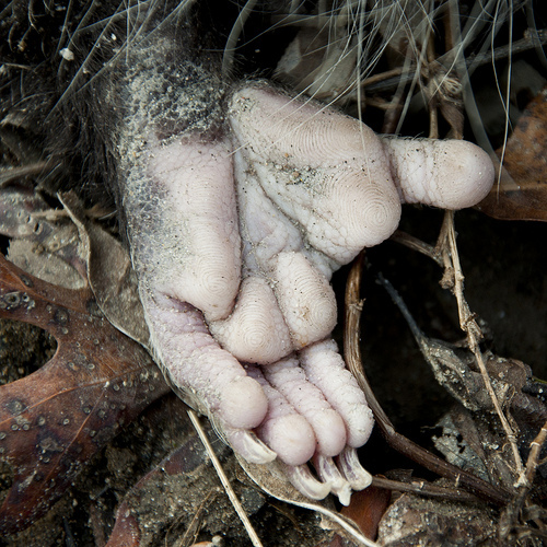 Didelphis_virginiana