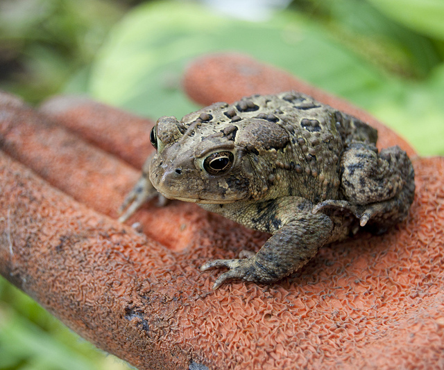 americantoad