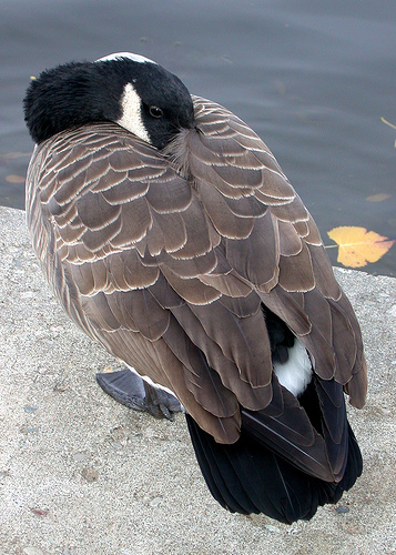 canadagoose