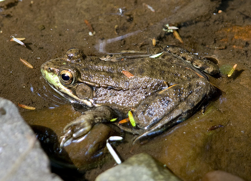 greenfrog