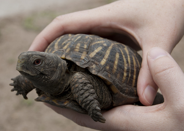 ornateboxturtle