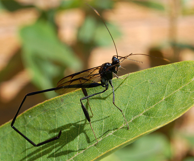 pelecinidwasp