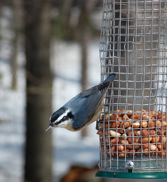 redbreastednuthatch