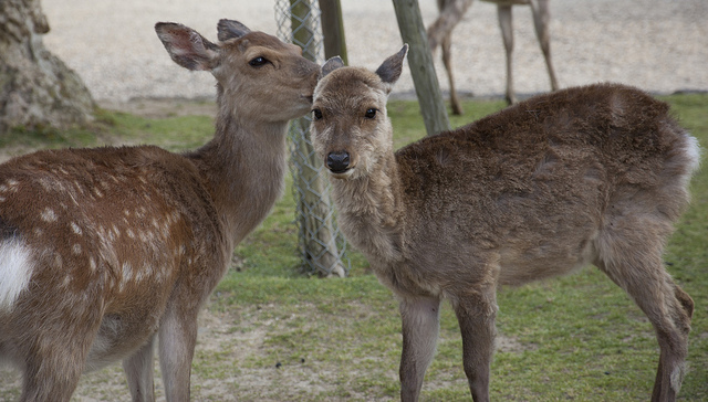 sikadeer