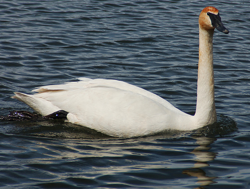 trumpeterswan2