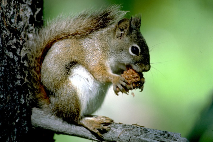 tamiasciurus_hudsonicus