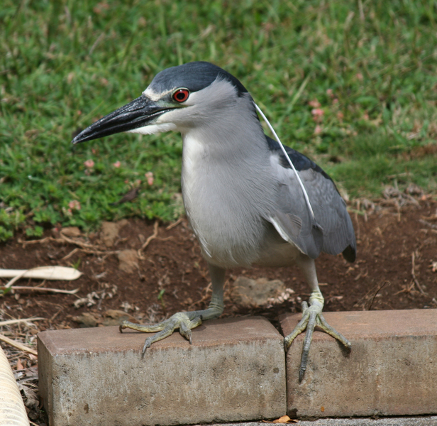 Nnycticorax1