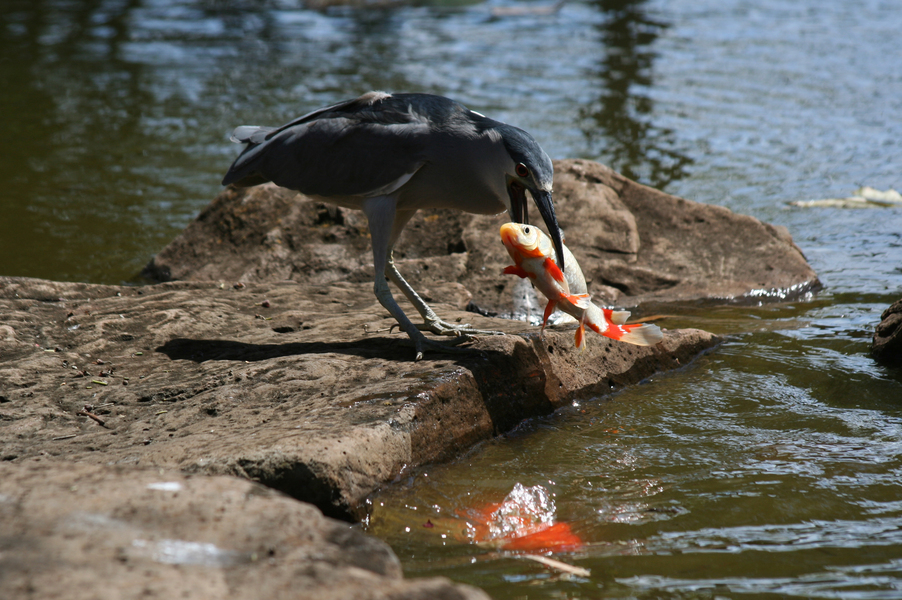 Nnycticorax_carp