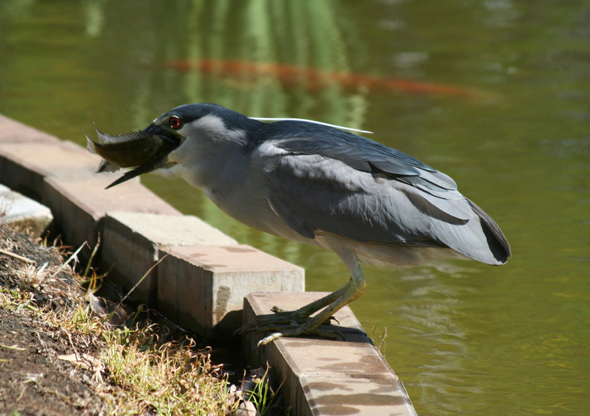 Nnycticorax_fish