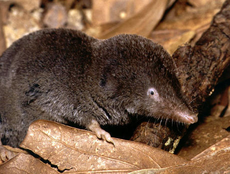 Bcarolinensis1