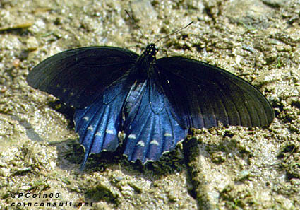 pc06427b