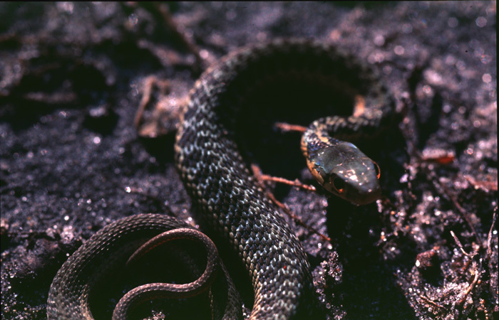 garter