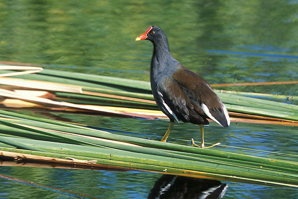 commonmoorhen