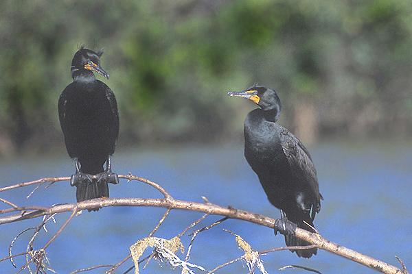 doublecrestedcormorant