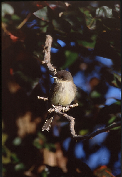 easternphoebe2