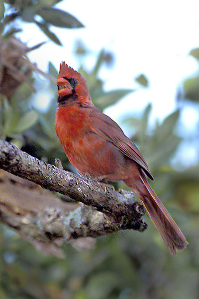 malecardinalsinging