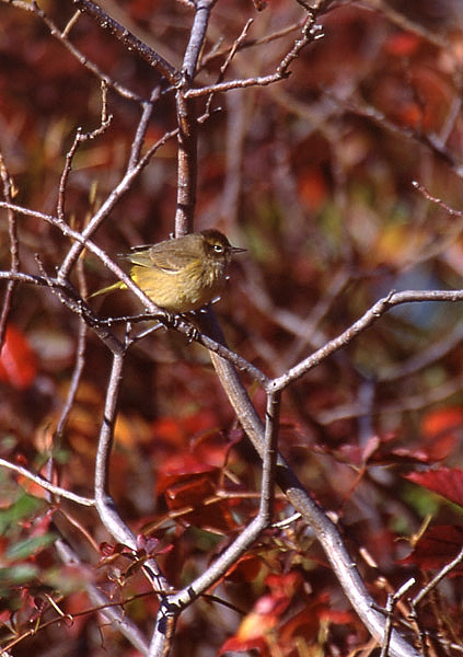 orangecrownedwarbler