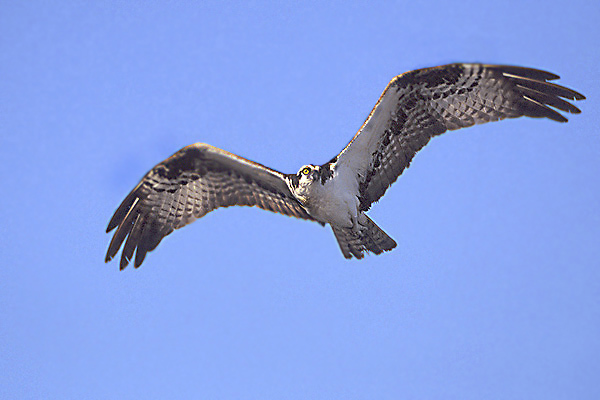 osprey