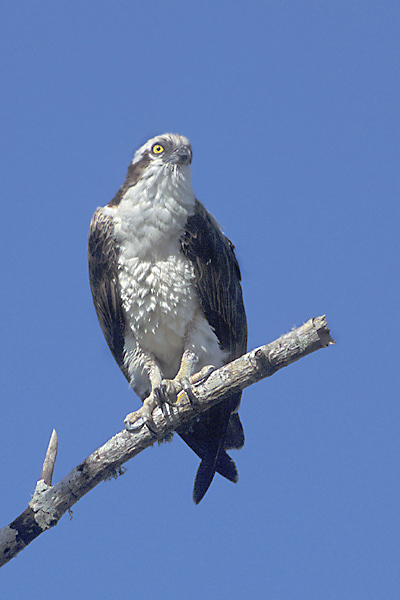 ospreyperched