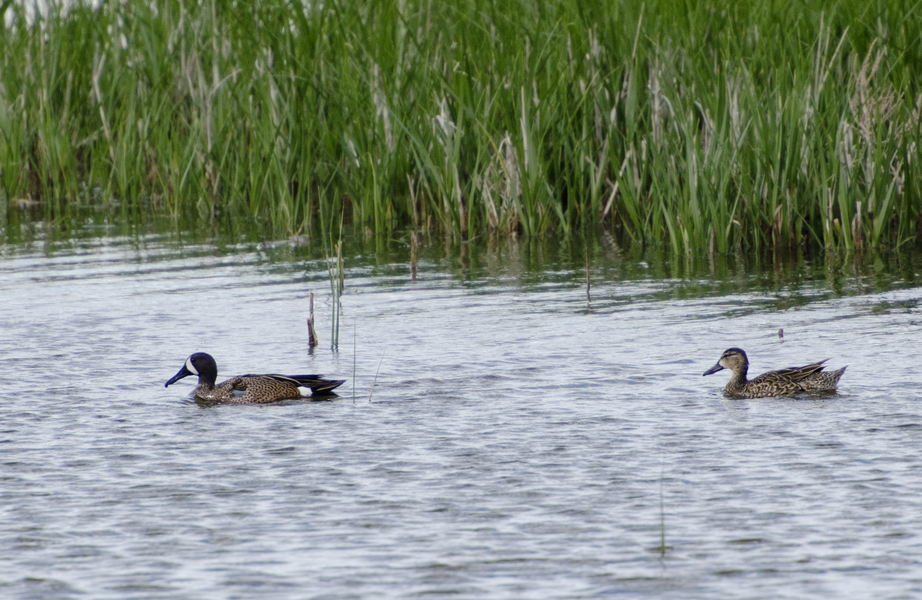 blue-winged_teal7114