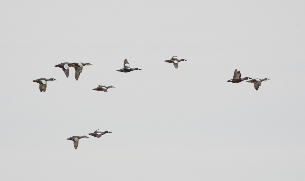 bwteal9565