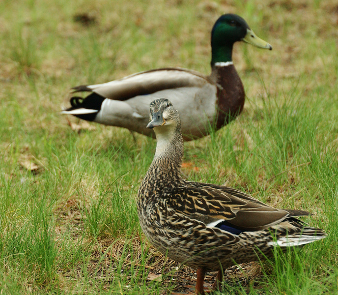 mallards7735