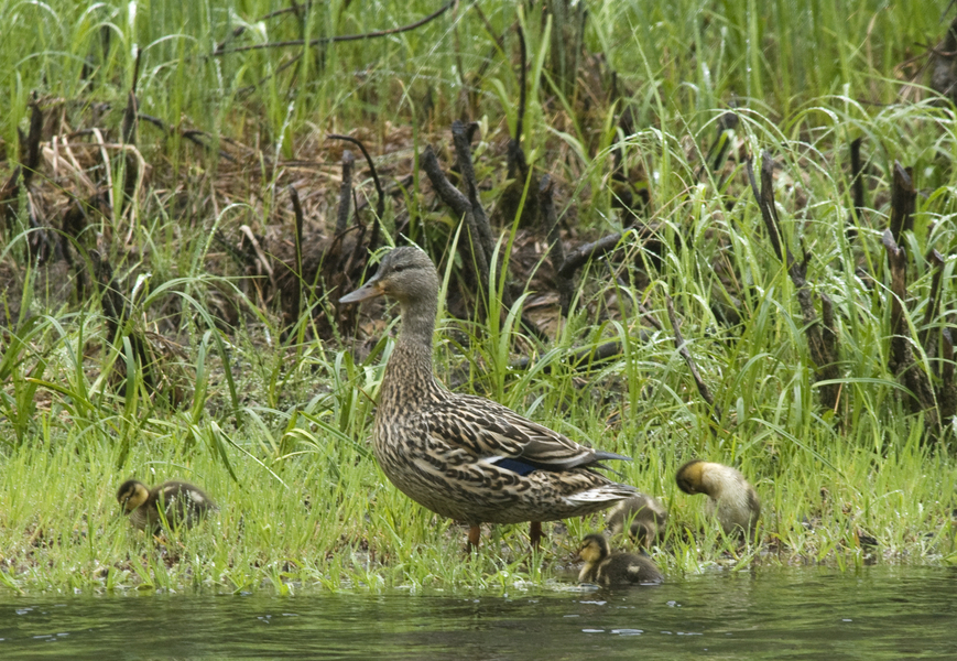 mallards7975