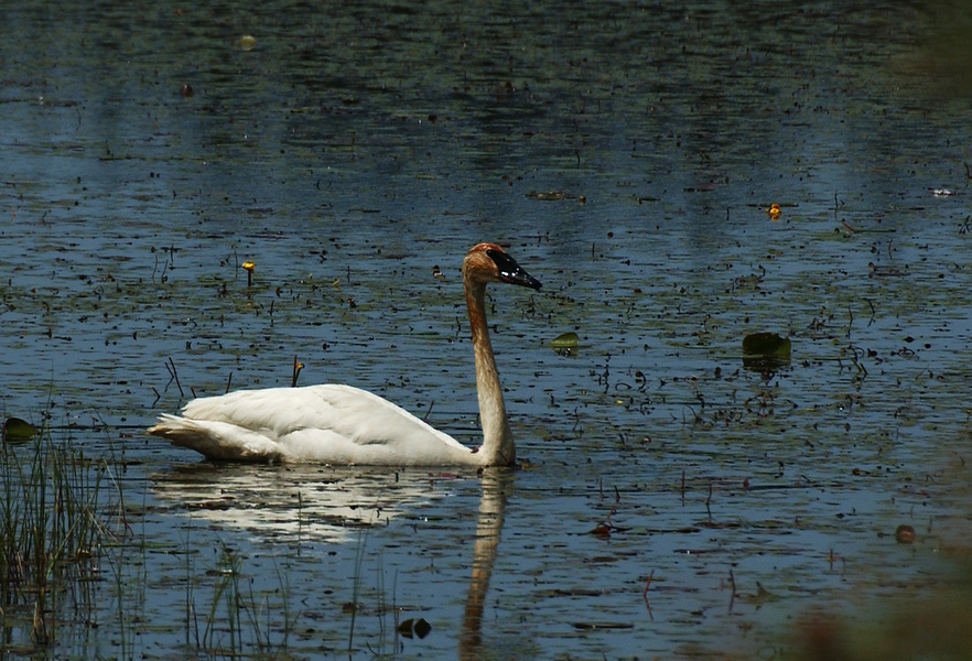 trumpeter7785