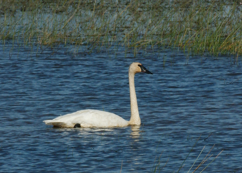 trumpeter9078