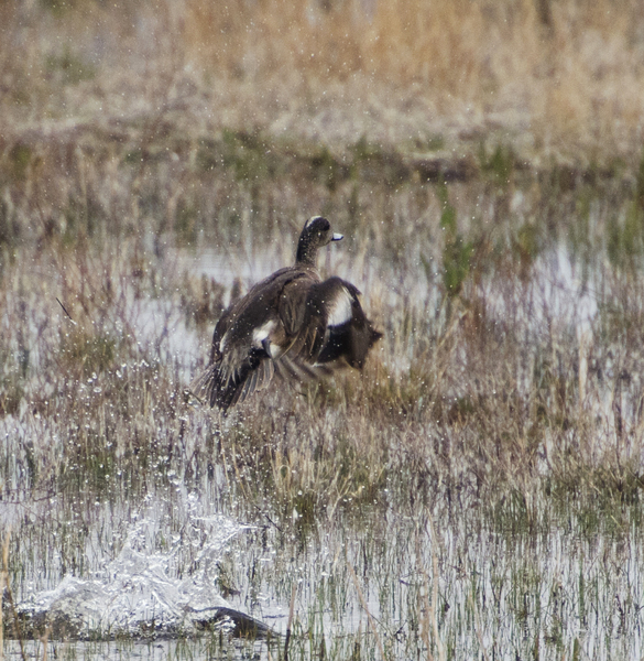 widgeon9388