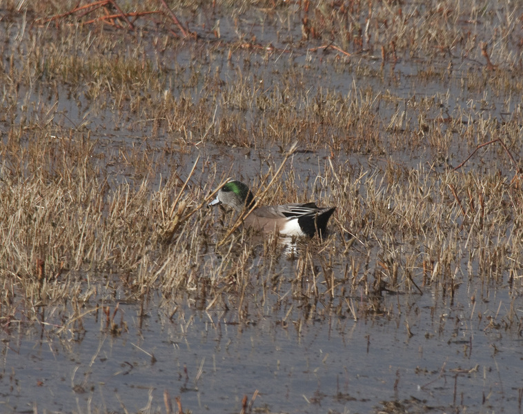 wigeon4854
