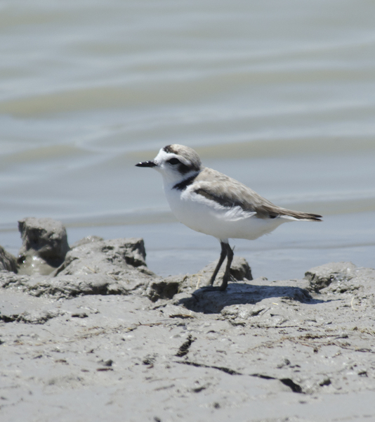 Charadrius2591