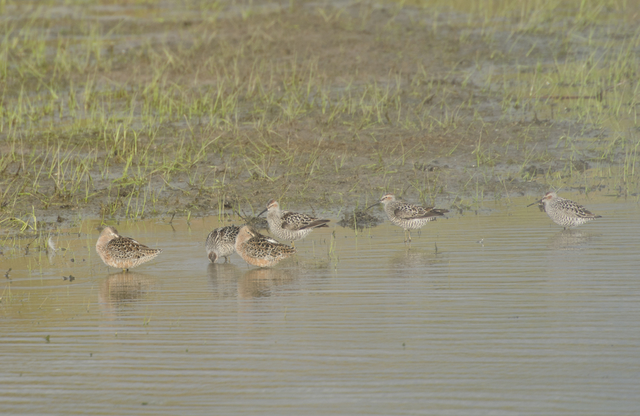 dowitchers7021