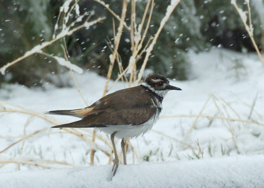 killdeer7071