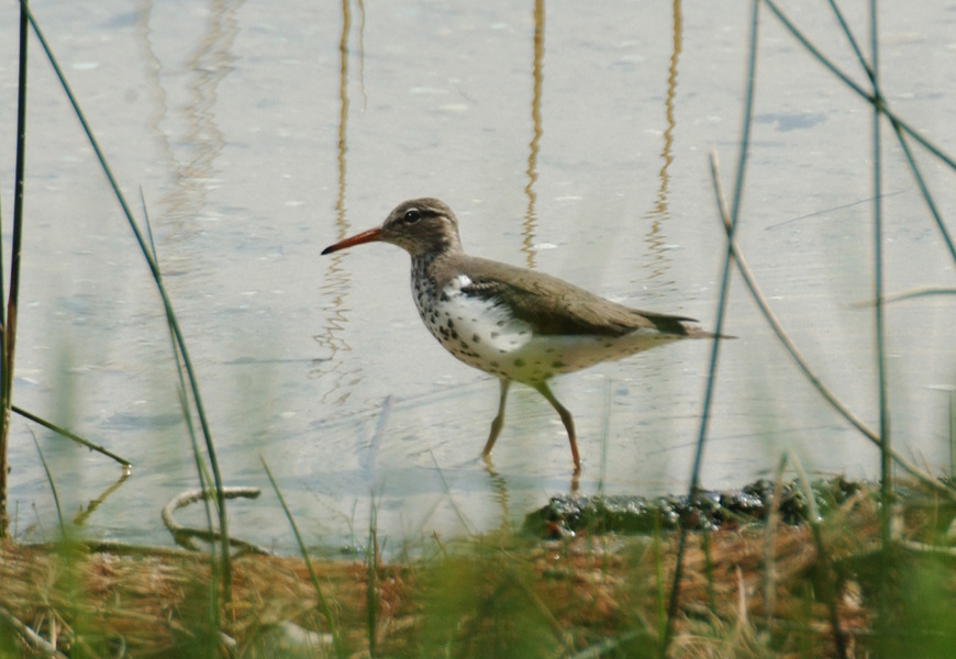 sandpiper1
