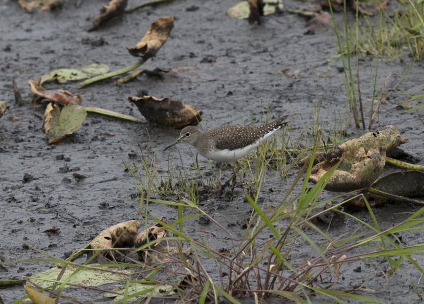sandpiper3593