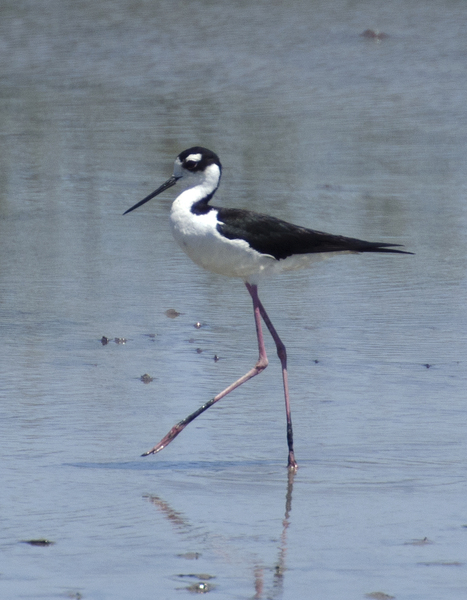 stilt2444