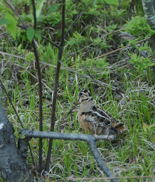 woodcock7712