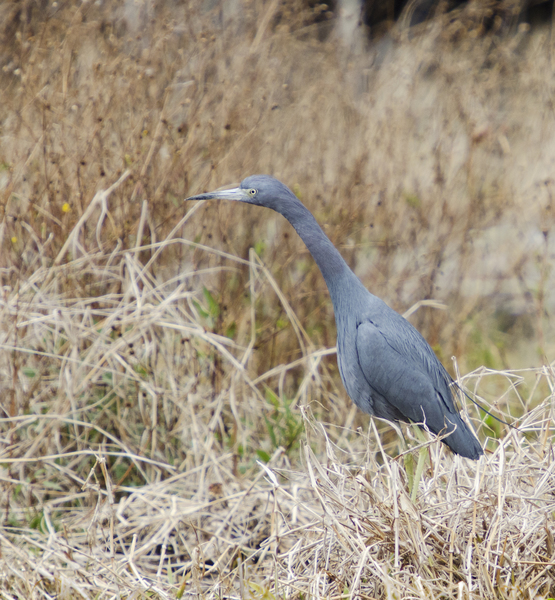 blueheron8645