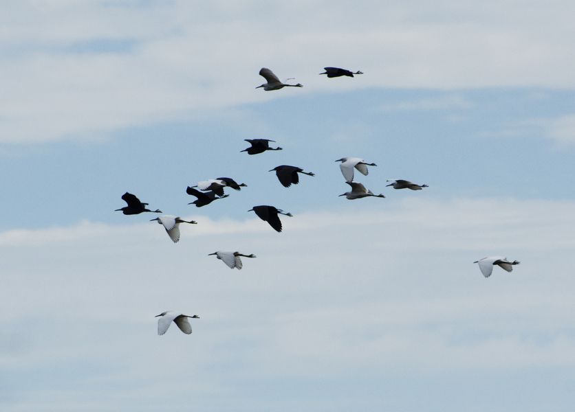 herons8566