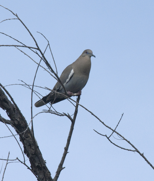 white-winged_dove0411
