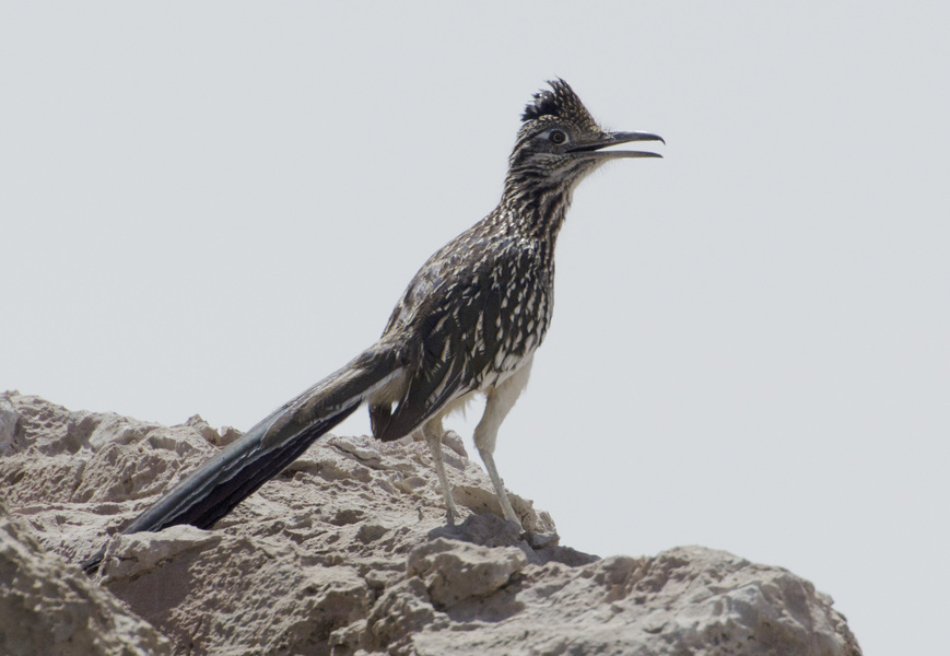 roadrunner9076
