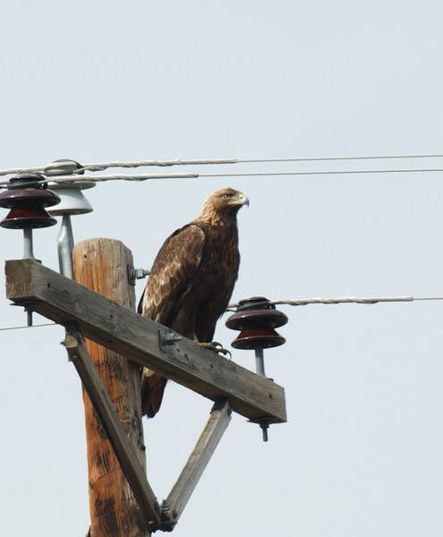 eagle7297