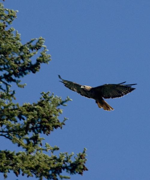 redtail9081