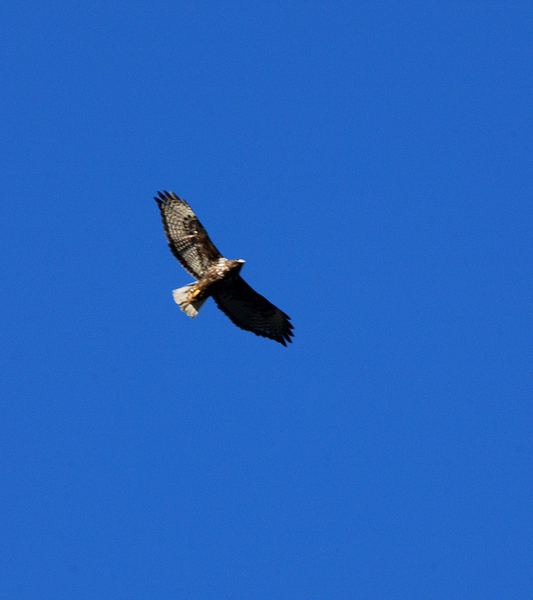 redtailedhawk6792