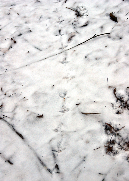 grousetracks3536