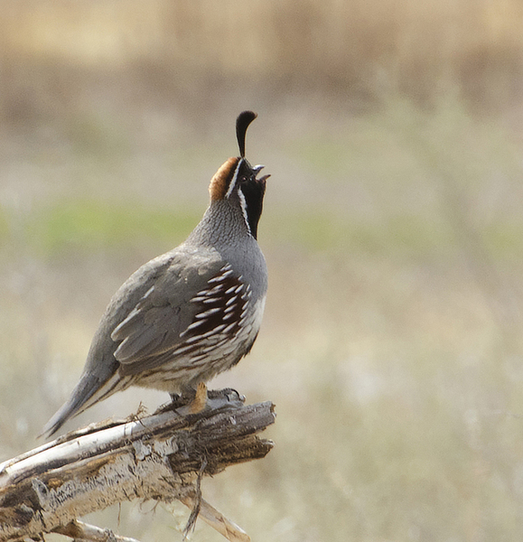 quail9479