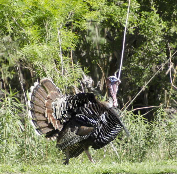 turkey7326