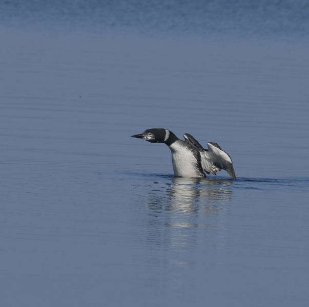 loon