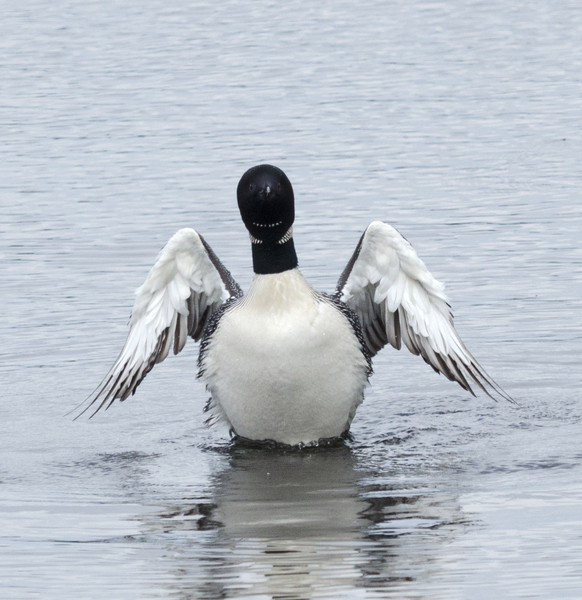 loon3723